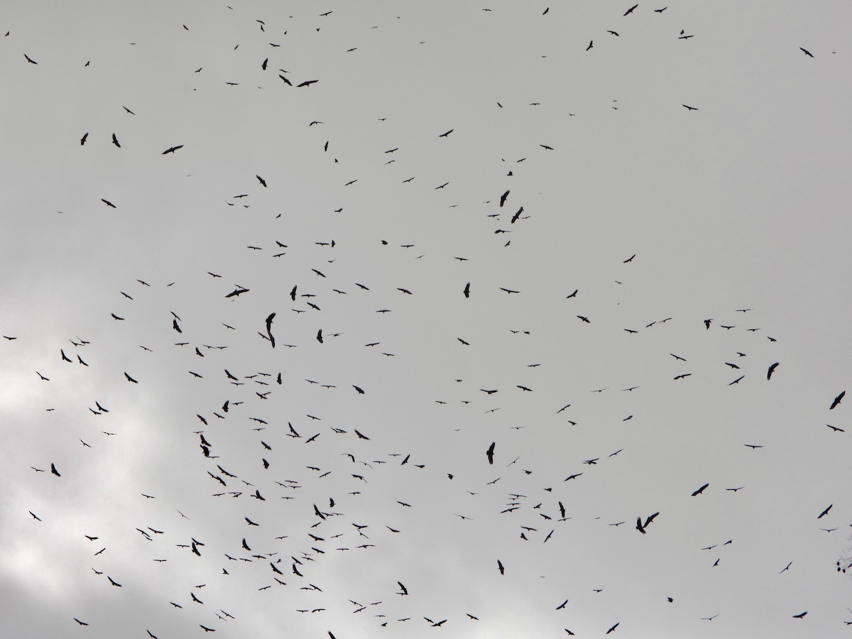 Black Vulture - ML646742418