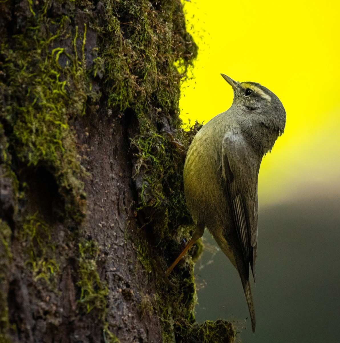 Индийская пеночка - ML646742419