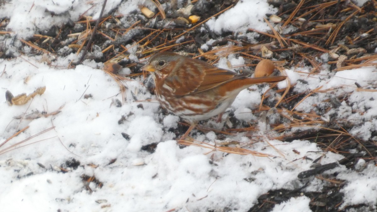 Fox Sparrow - ML646742422