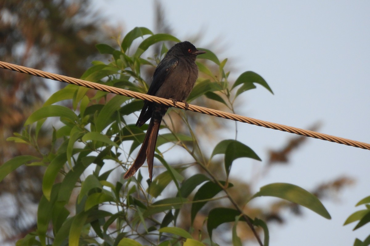 Ashy Drongo - ML646742426