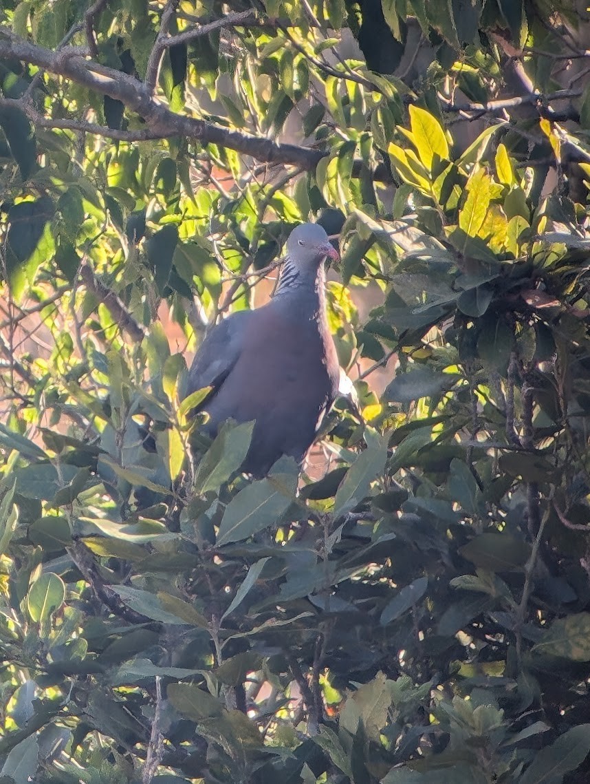 Мадейрский вяхирь - ML646742428