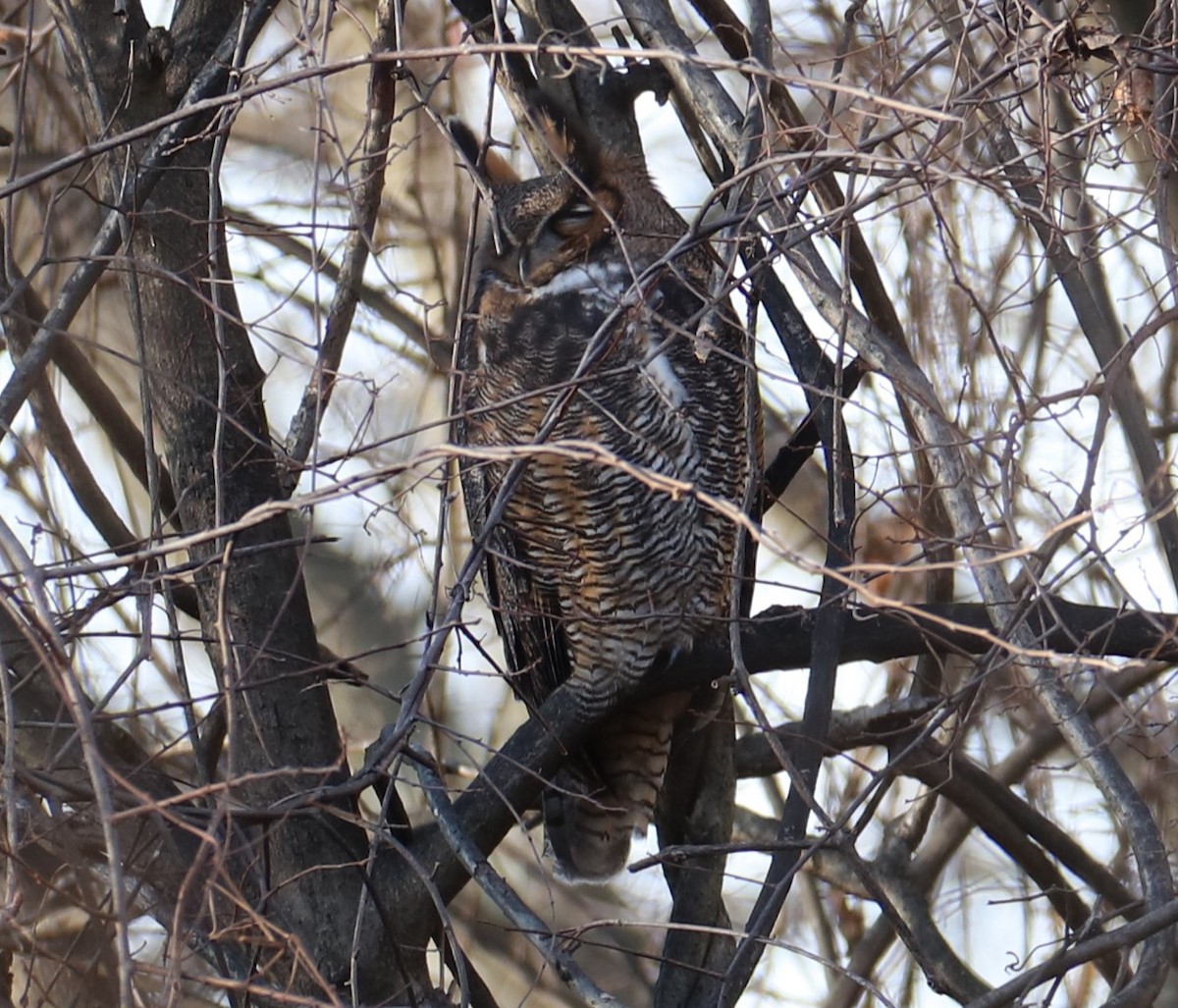 Пугач віргінський - ML646742430