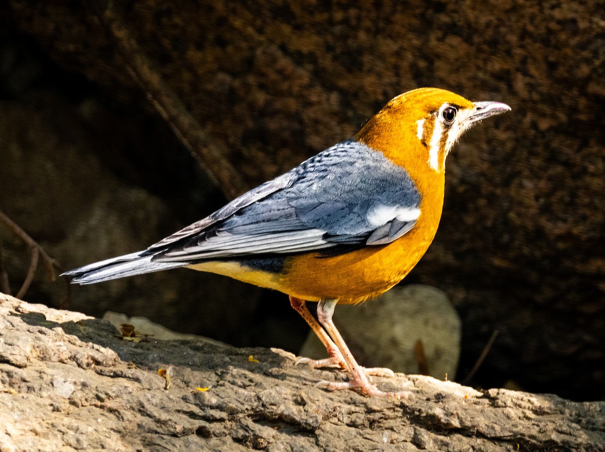 Оранжевоголовый дрозд - ML646742433