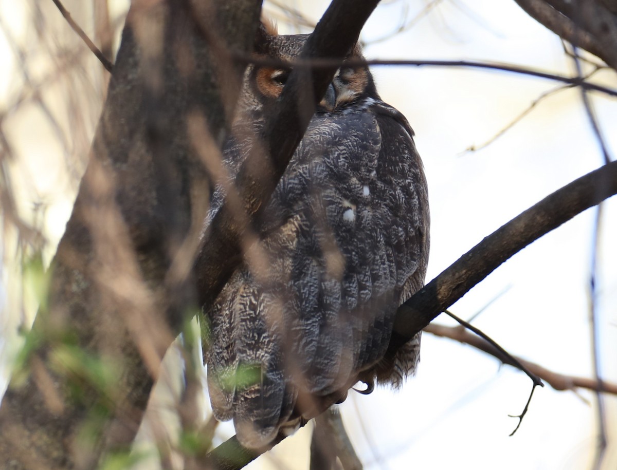 Пугач віргінський - ML646742435