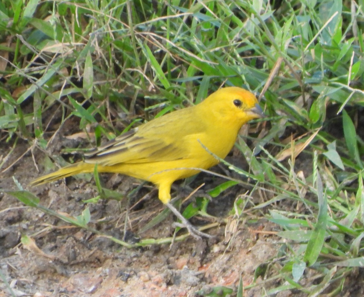 Saffron Finch - ML646742438