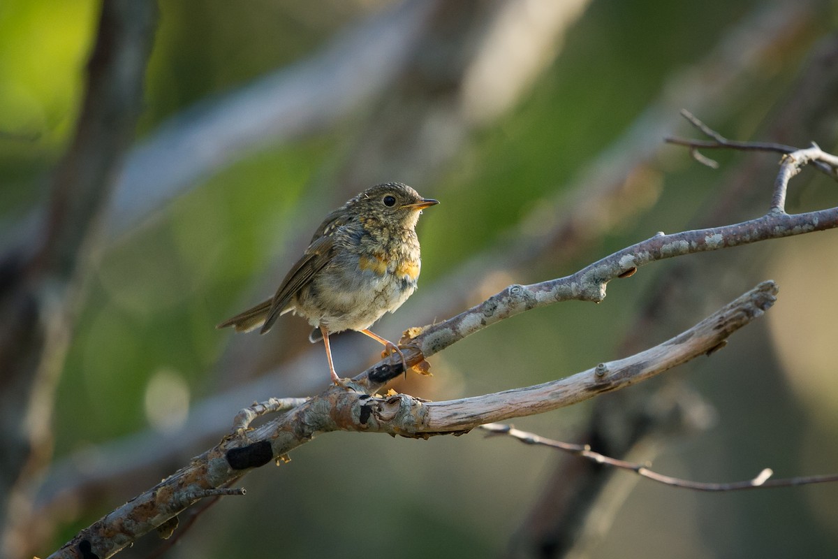 rødstrupe - ML646742439