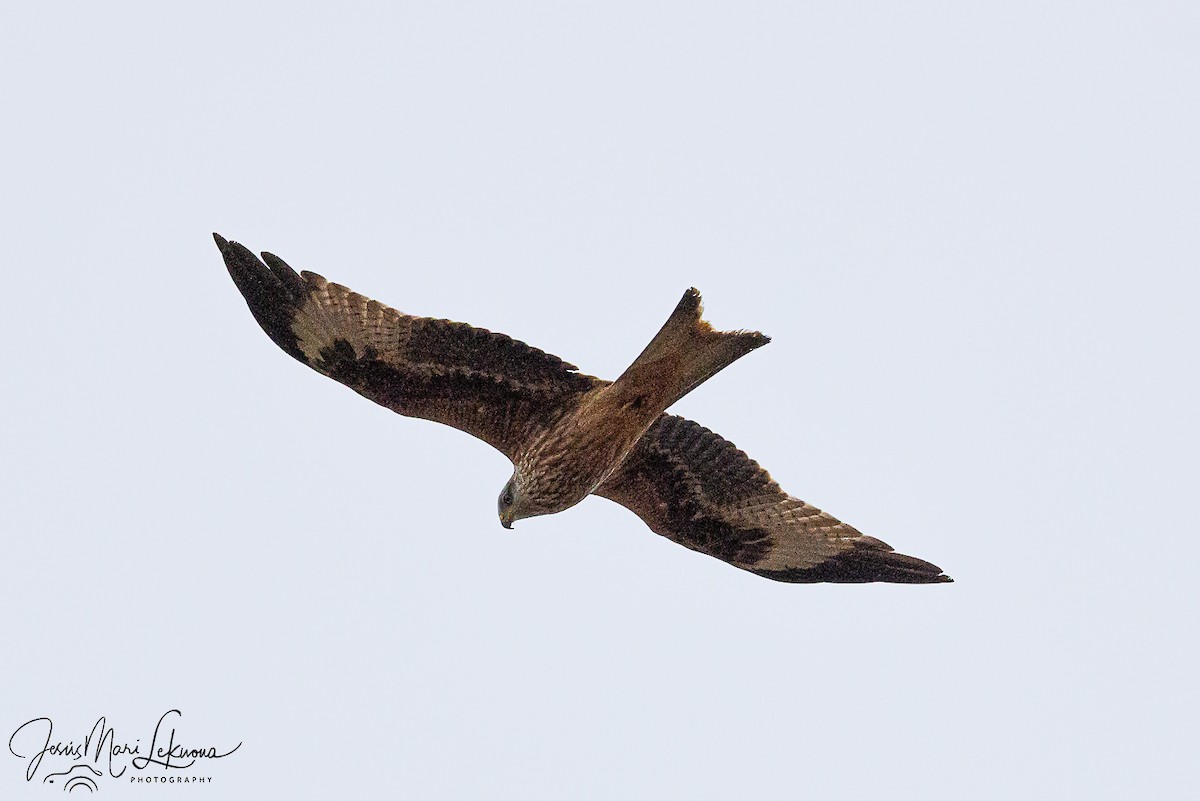 Красный коршун - ML646742441