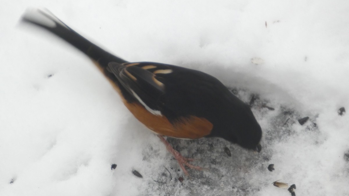 Eastern Towhee - ML646742442
