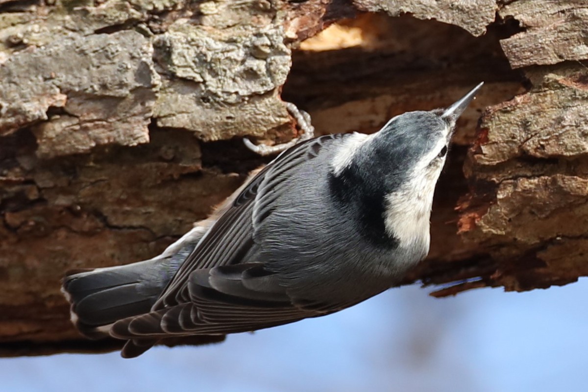 Повзик каролінський - ML646742443