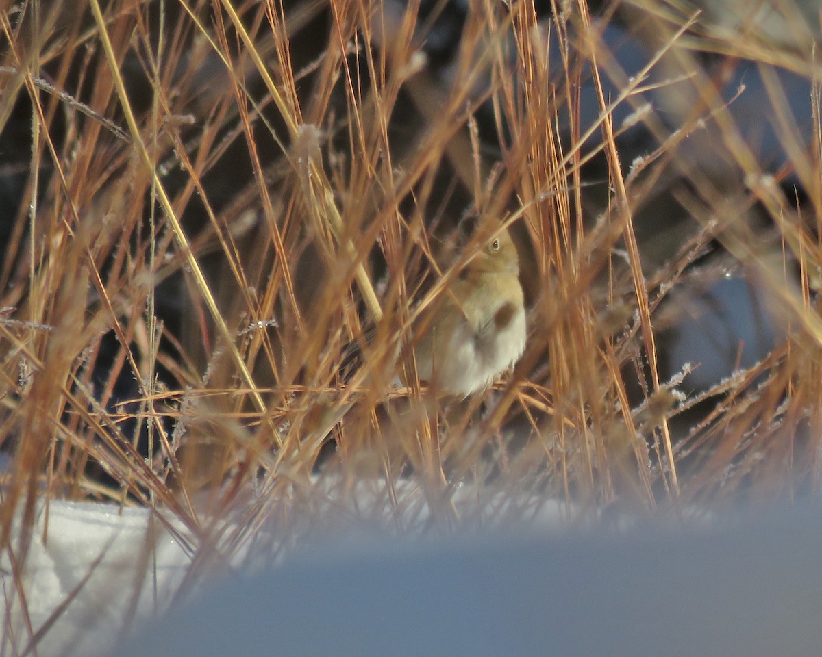 Tarla Serçesi - ML646742444