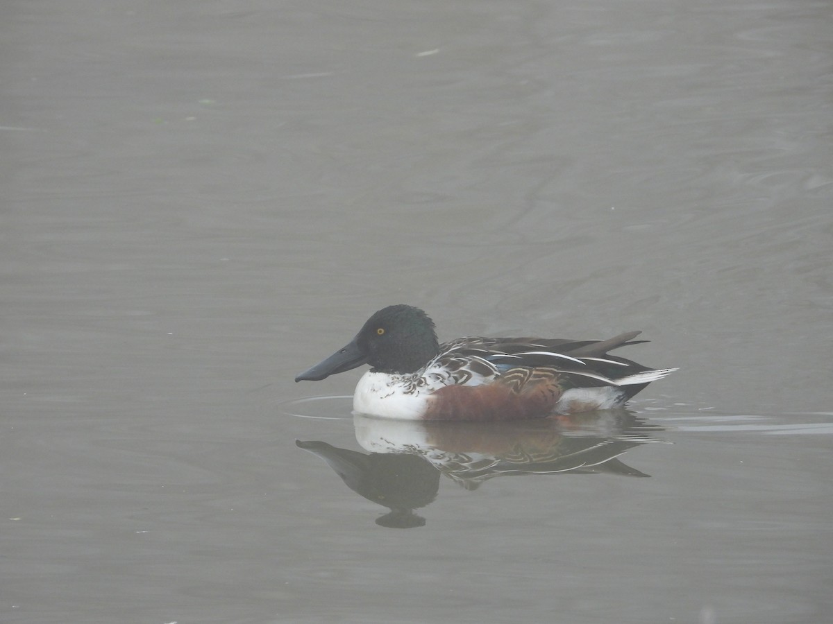 Northern Shoveler - ML646742445