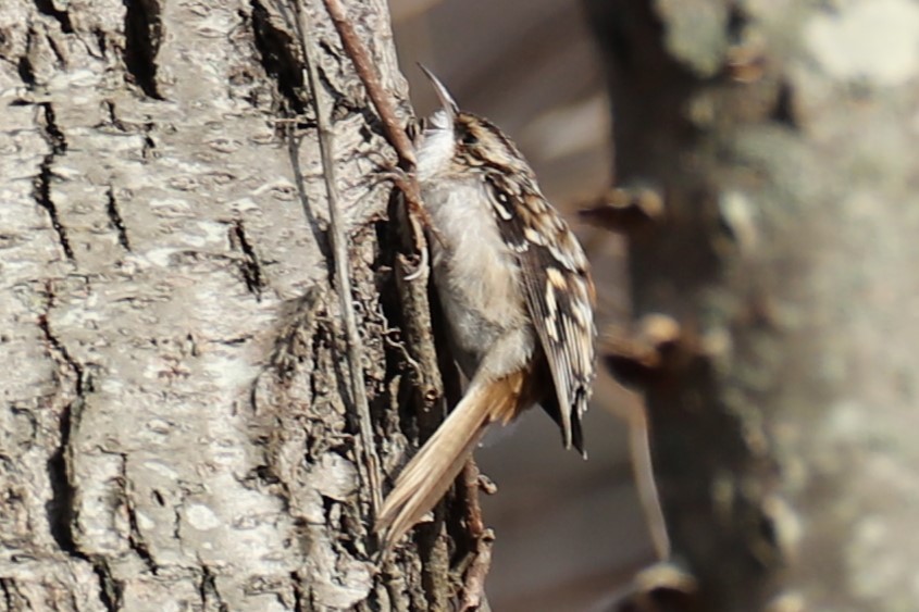 Підкоришник американський - ML646742447