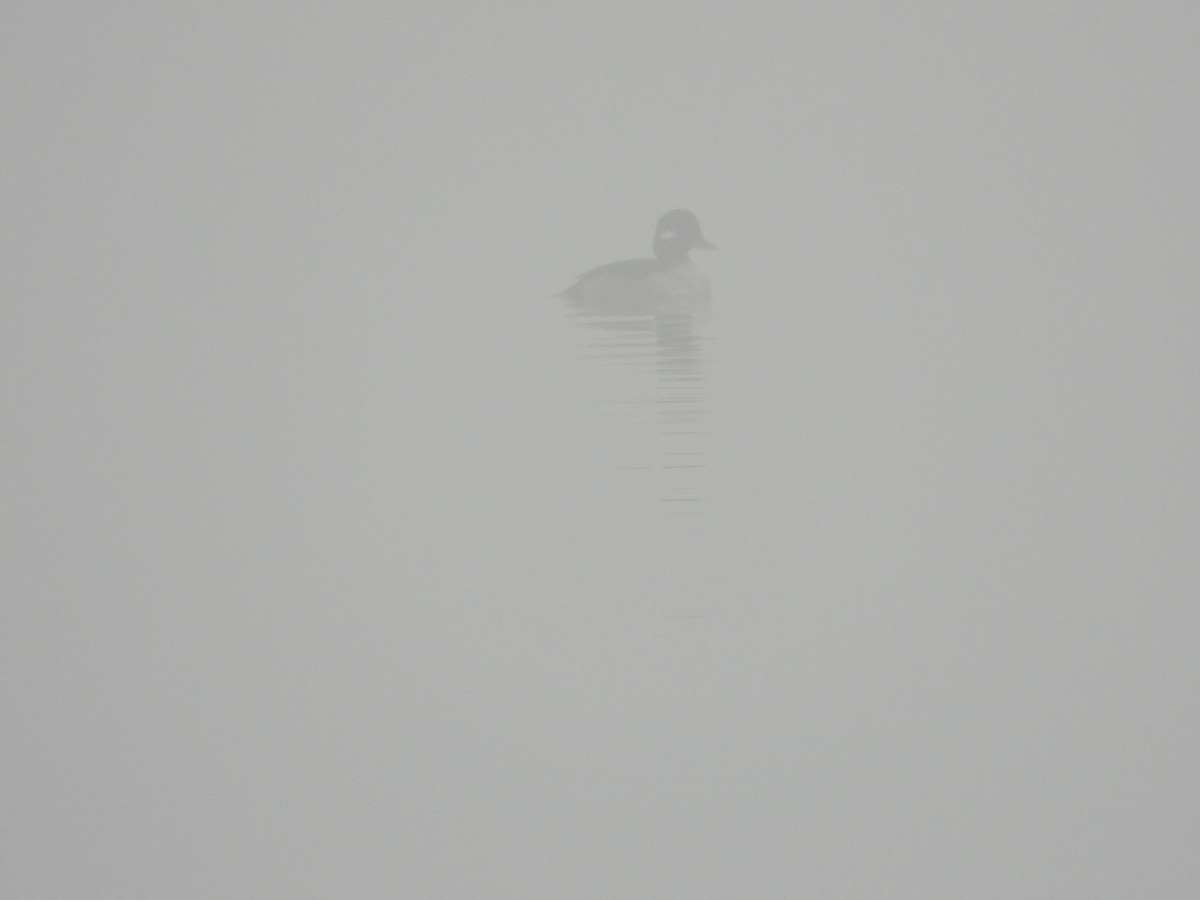 Bufflehead - ML646742449