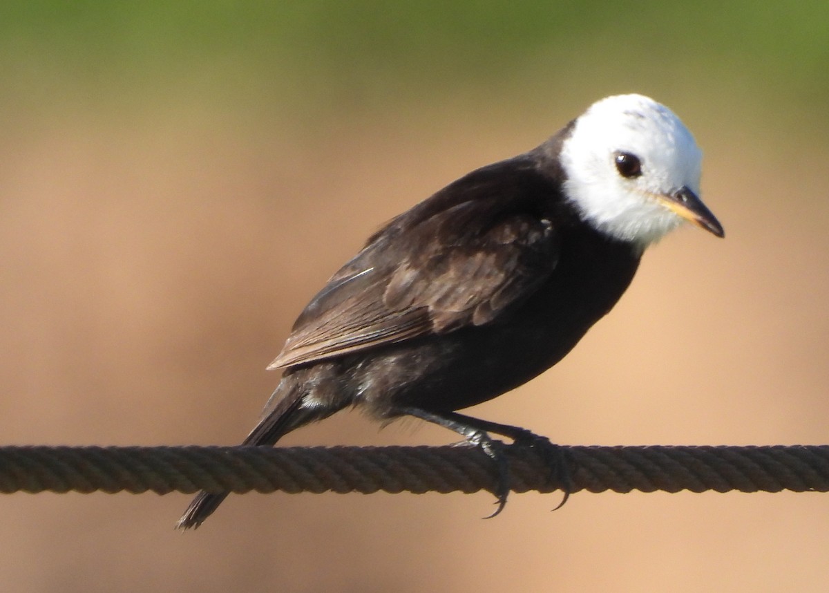 White-headed Marsh Tyrant - ML646742450