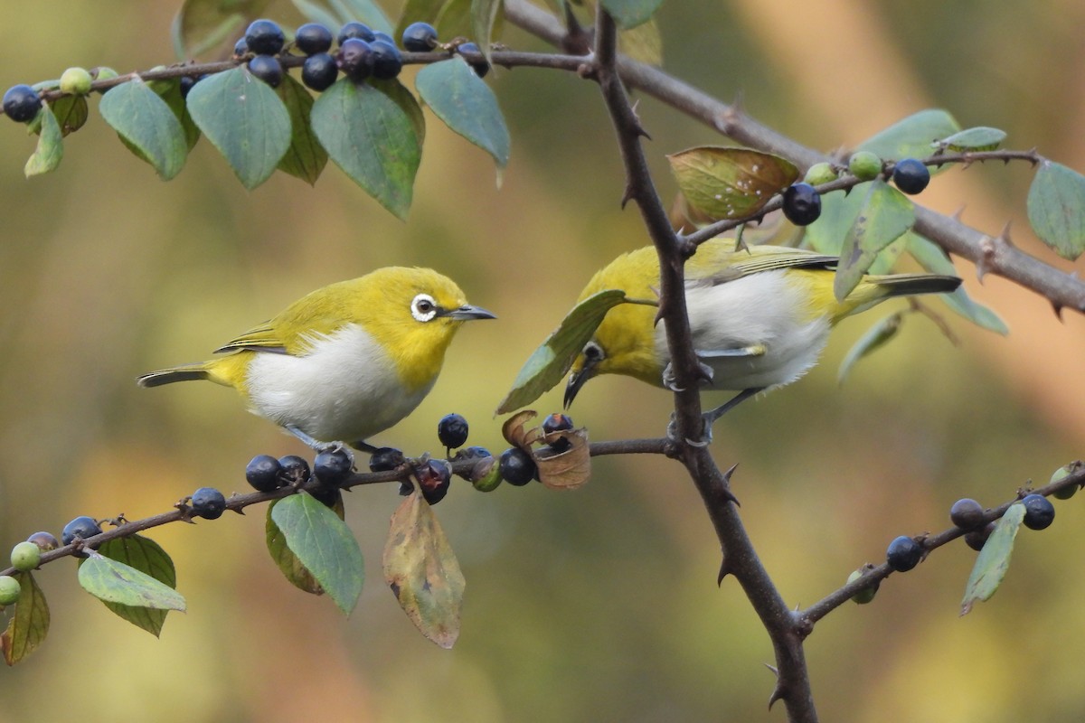 Indian White-eye - ML646742453