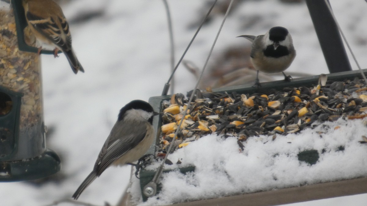 Carolina Chickadee - ML646742456