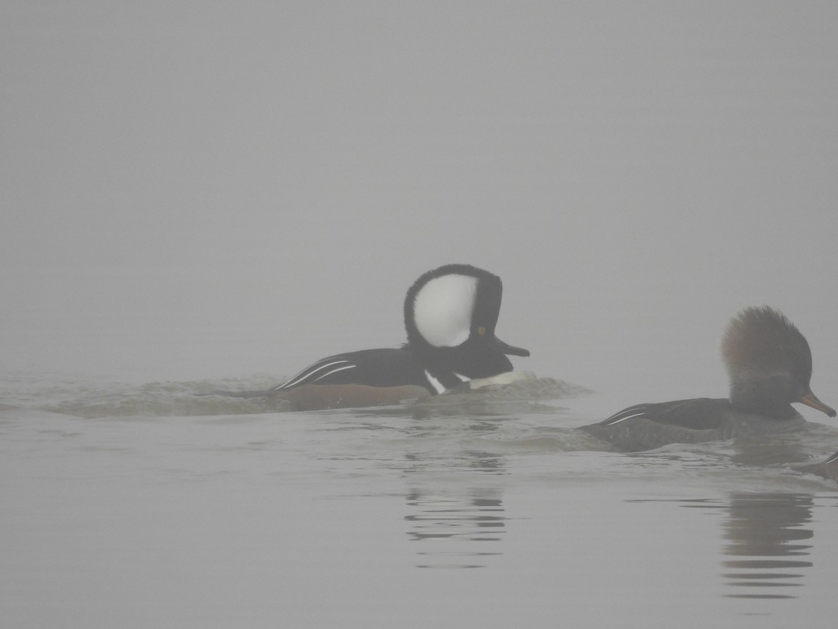 Hooded Merganser - ML646742460