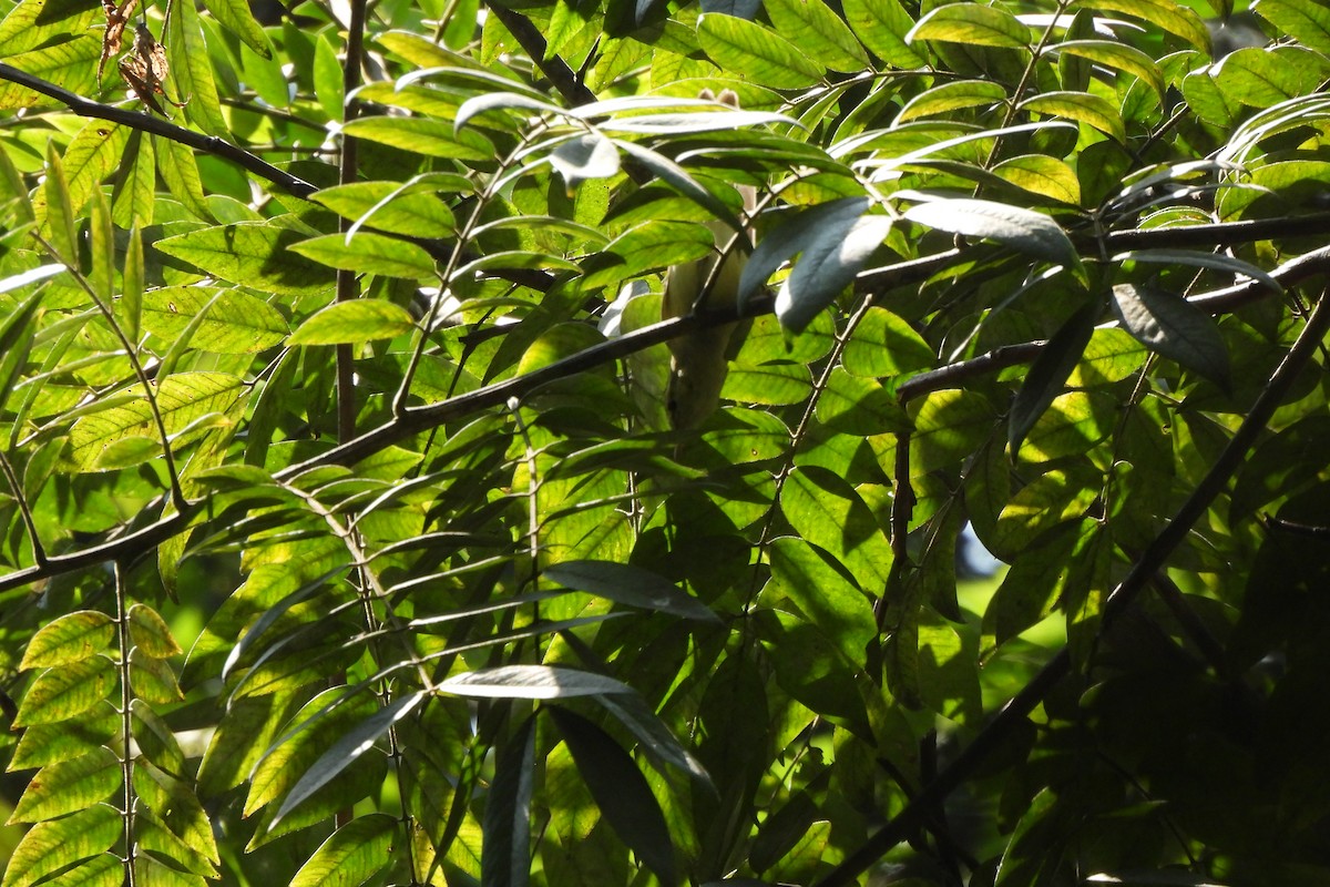 Вівчарик жовточеревий - ML646742461