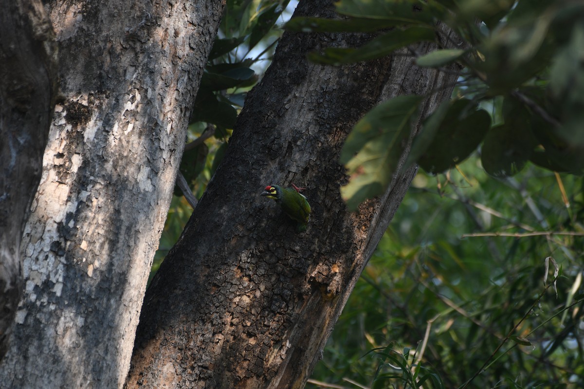 Бородастик червоноголовий - ML646742463