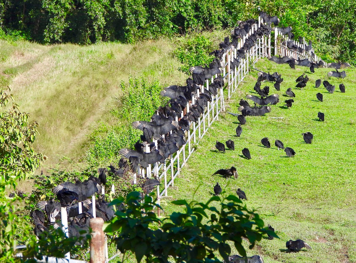 Black Vulture - ML646742464