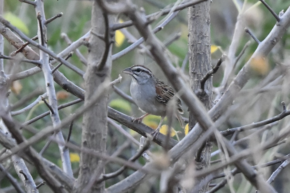 Cinnamon-tailed Sparrow - ML646742465