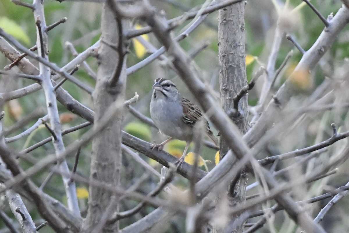 Cinnamon-tailed Sparrow - ML646742466