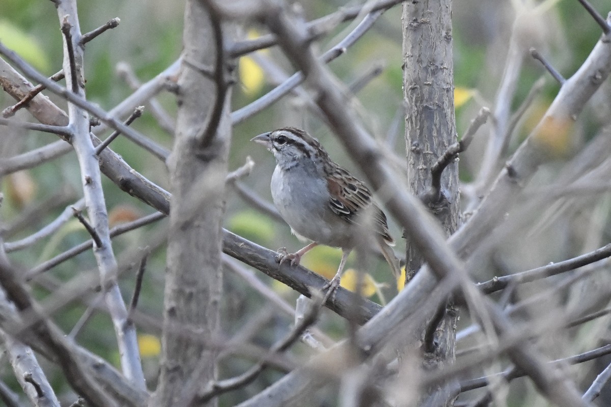 Cinnamon-tailed Sparrow - ML646742467