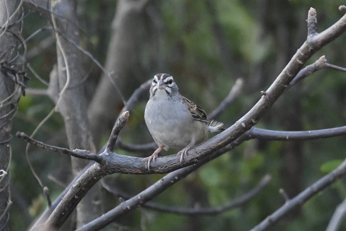 Cinnamon-tailed Sparrow - ML646742468