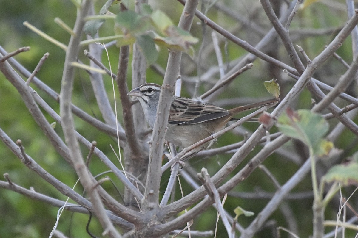 Cinnamon-tailed Sparrow - ML646742470