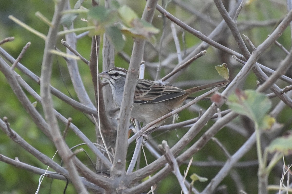 Cinnamon-tailed Sparrow - ML646742471