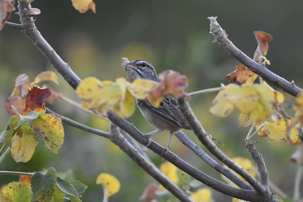 Cinnamon-tailed Sparrow - ML646742473