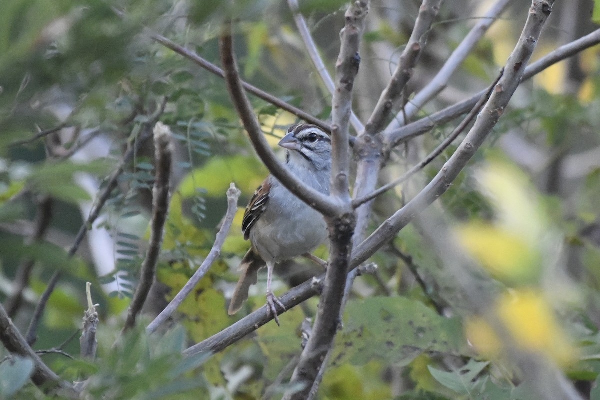 Cinnamon-tailed Sparrow - ML646742474