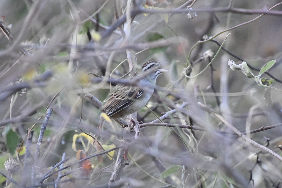 Cinnamon-tailed Sparrow - ML646742475