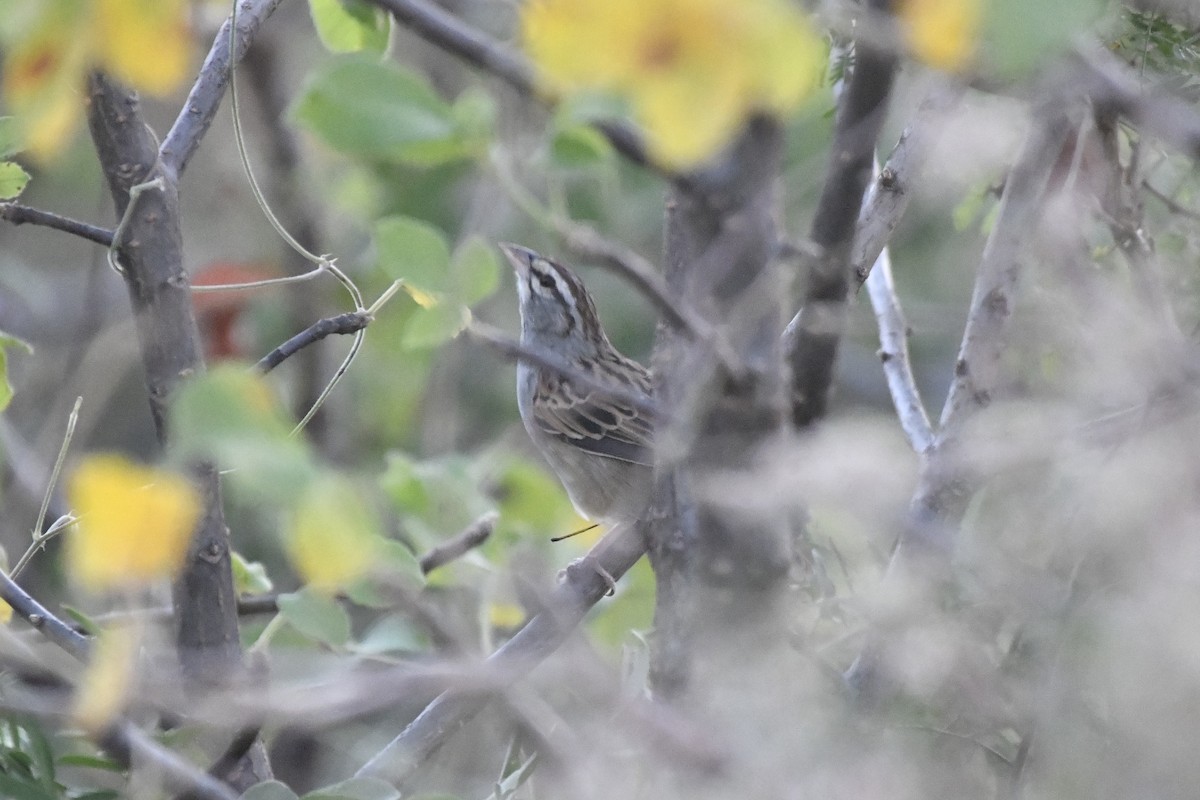 Cinnamon-tailed Sparrow - ML646742477
