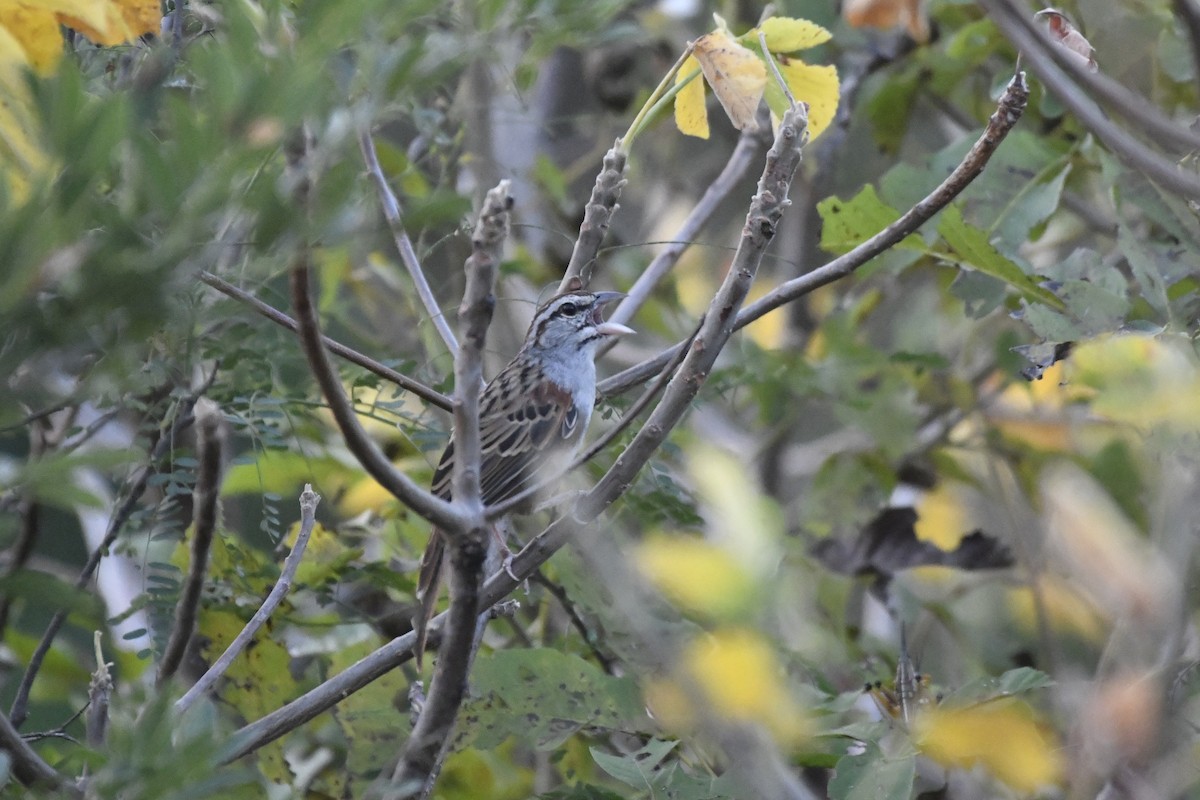 Cinnamon-tailed Sparrow - ML646742479