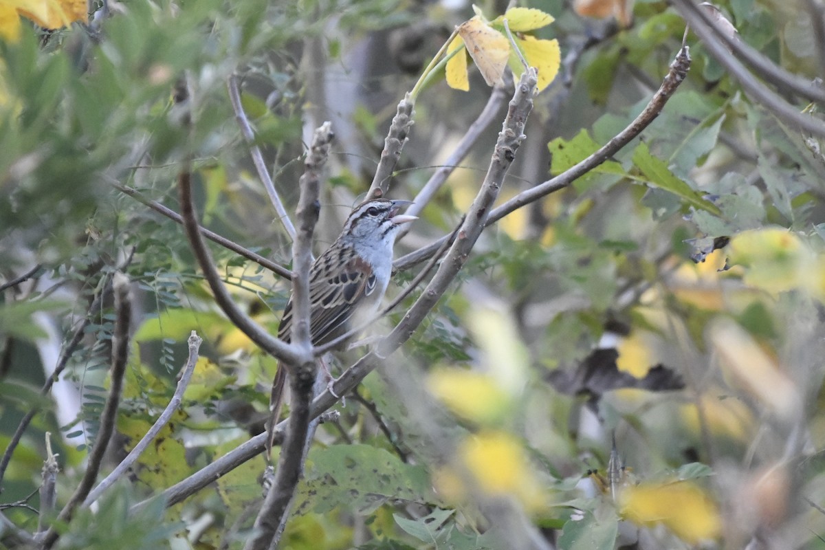 Cinnamon-tailed Sparrow - ML646742480