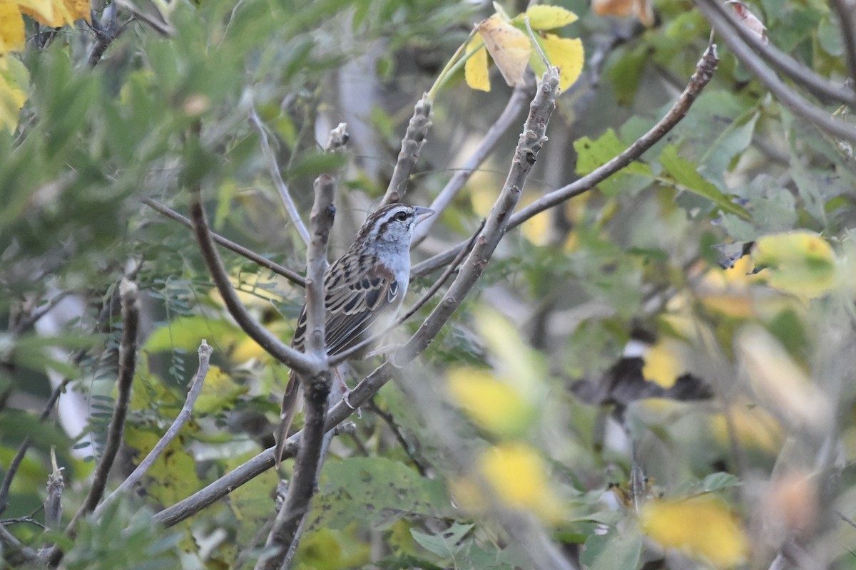 Cinnamon-tailed Sparrow - ML646742481