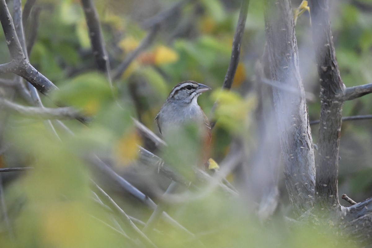 Cinnamon-tailed Sparrow - ML646742482