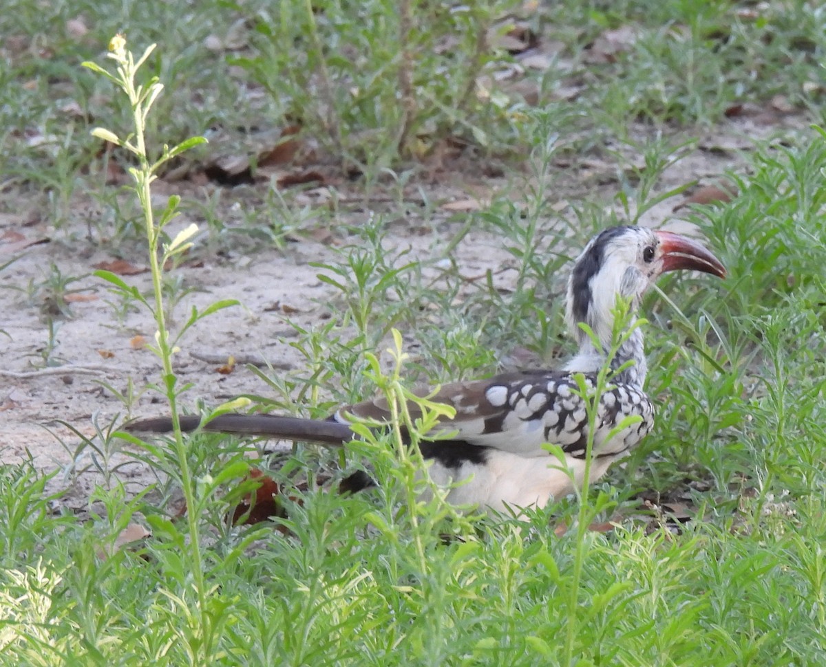 Токо дамарський - ML646742483