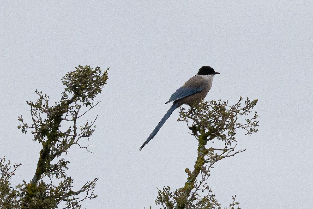 Иберийская сорока - ML646742484