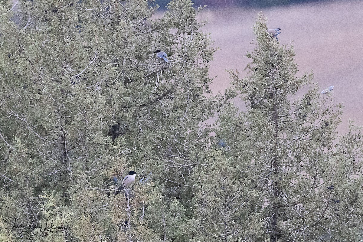 Иберийская сорока - ML646742485