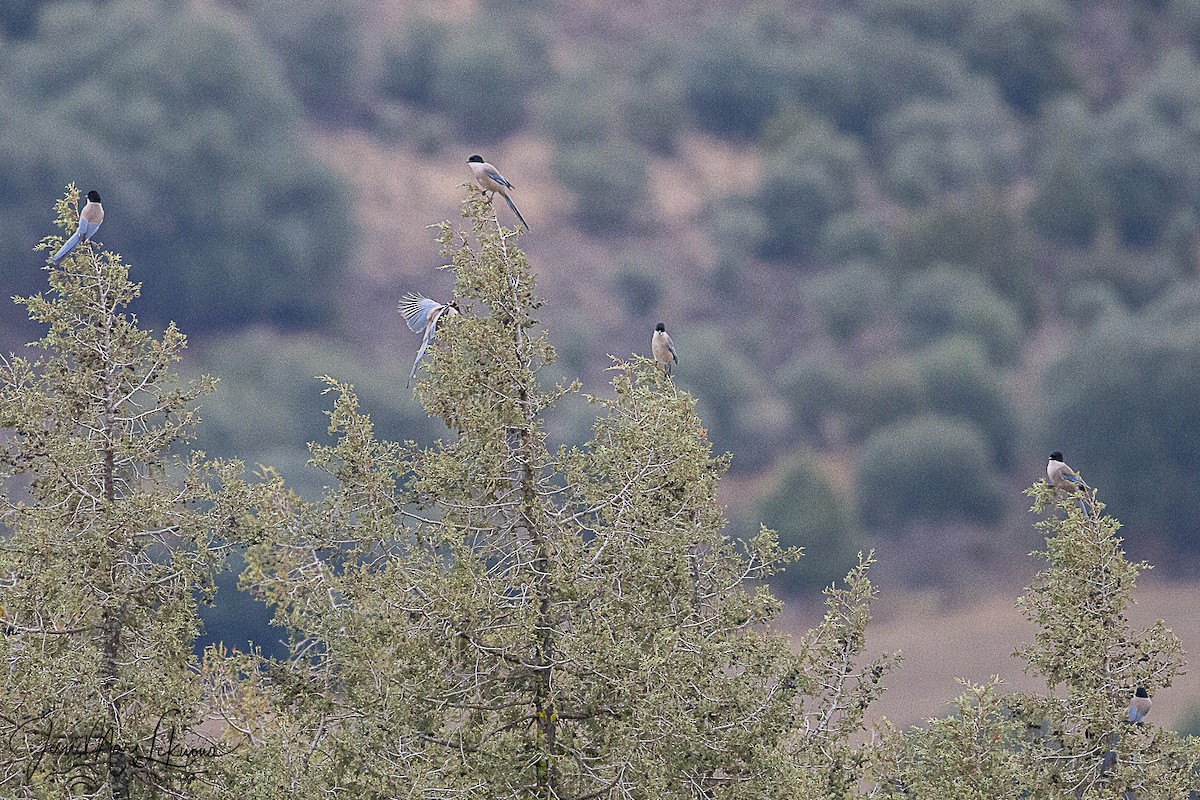 Иберийская сорока - ML646742486