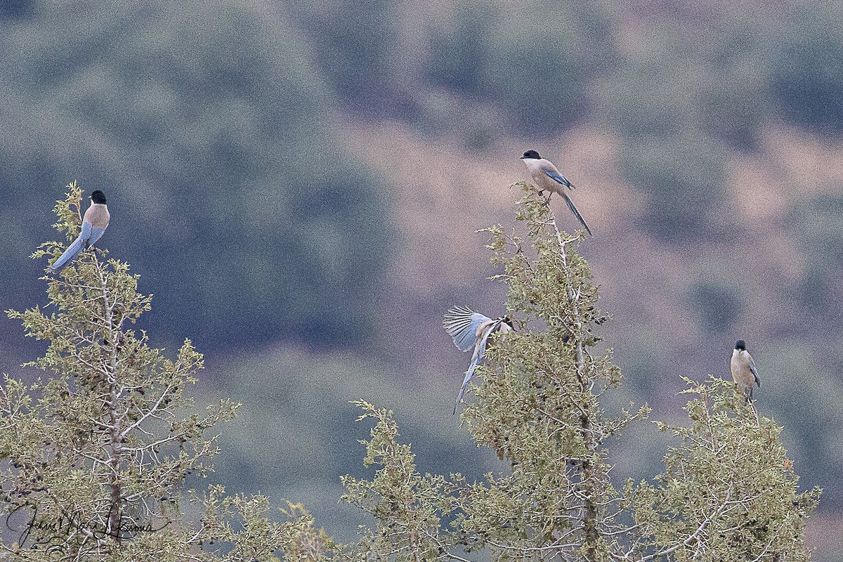 Иберийская сорока - ML646742487