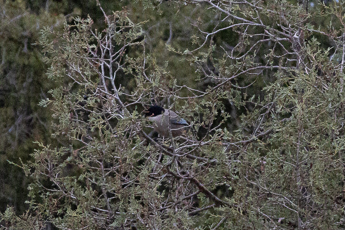 Иберийская сорока - ML646742488