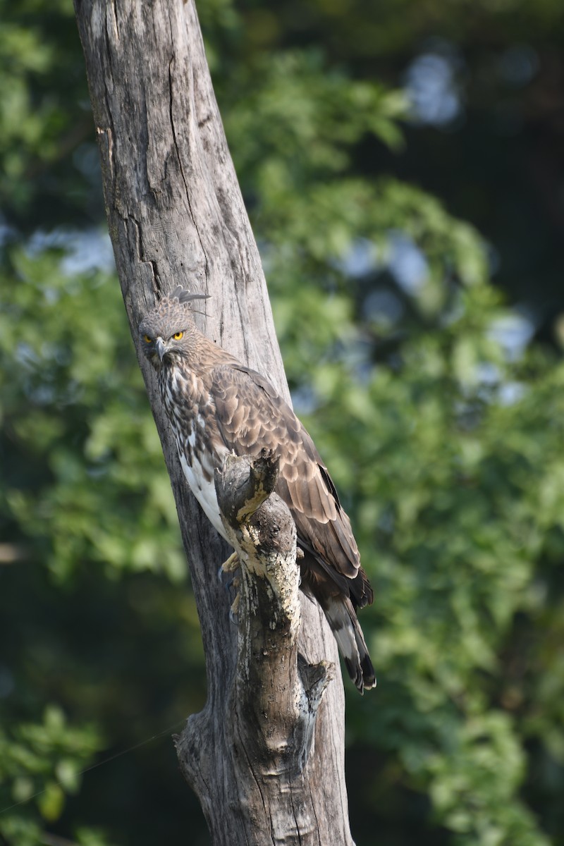 Орел-чубань індійський - ML646742494