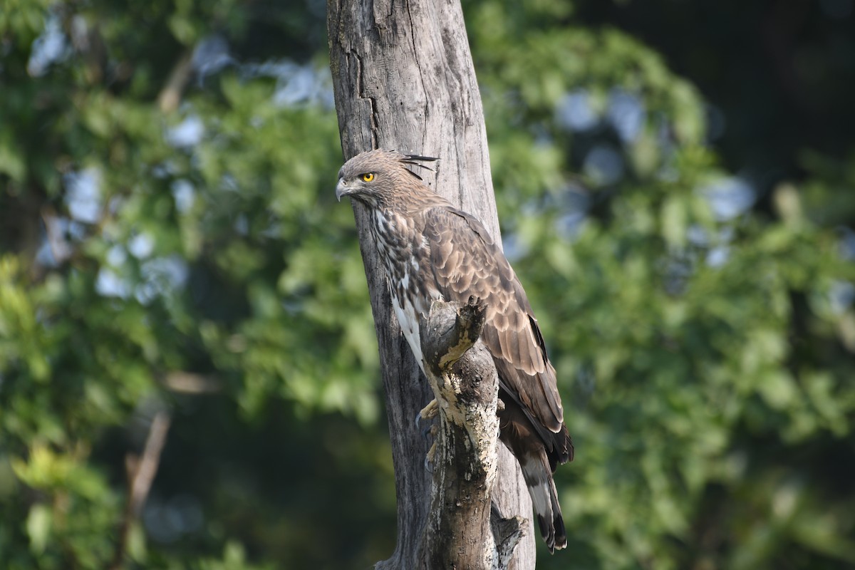 Орел-чубань індійський - ML646742495