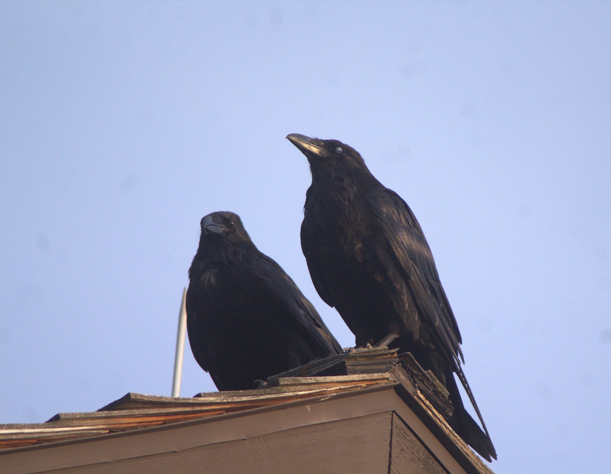 עורב שחור - ML646742496