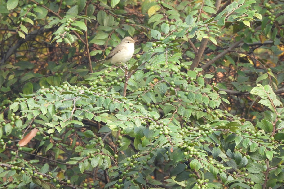 Очеретянка садова - ML646742497