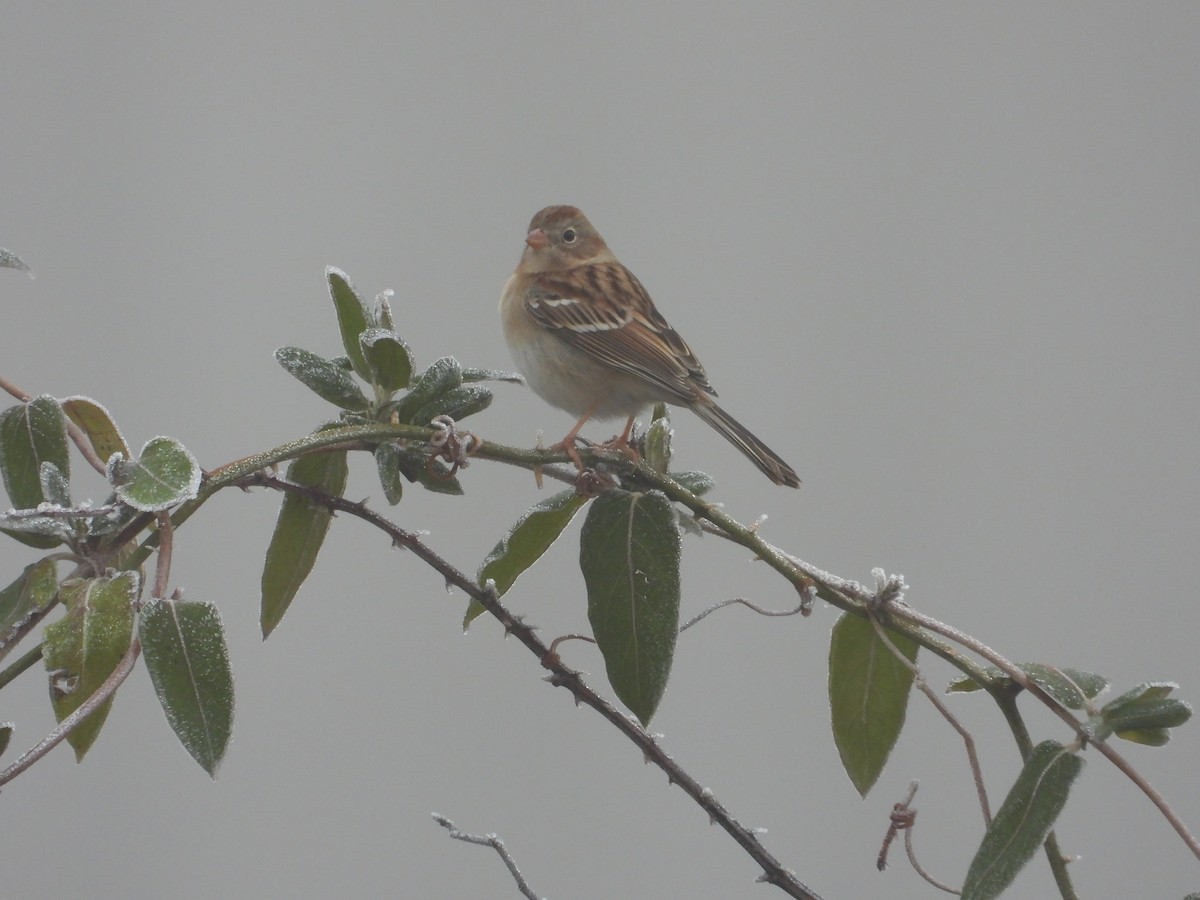 Карнатка польова - ML646742499