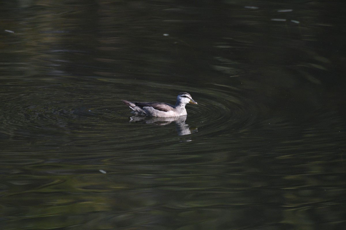 Чирянка-крихітка індійська - ML646742502